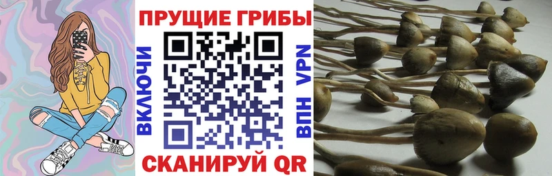 Галлюциногенные грибы Cubensis  OMG вход  Дубовка  купить наркотик 